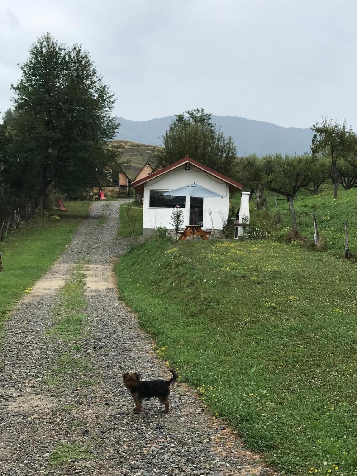 Cabanele Lu' Dinu Curtea De Arges Exterior photo
